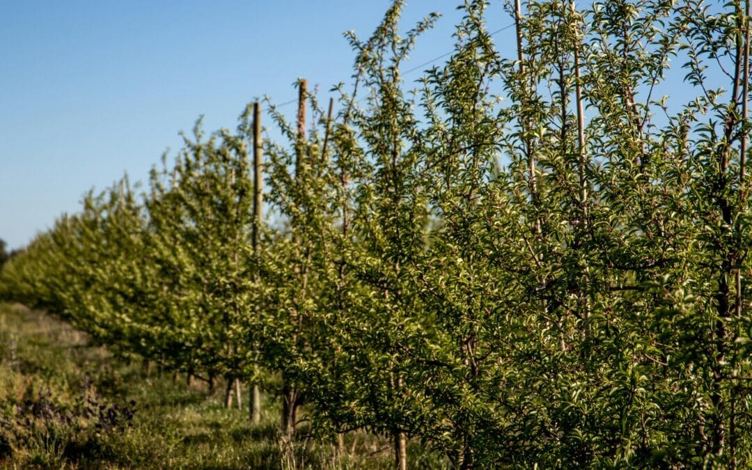 Maatwerk maakt afwijking 50‑meter spuitzone mogelijk