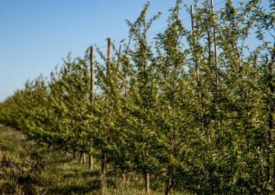Maatwerk maakt afwijking 50‑meter spuitzone mogelijk