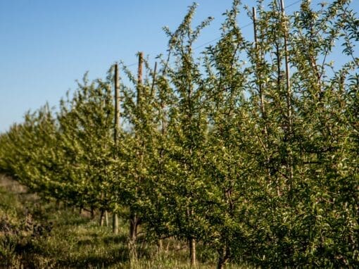 Maatwerk maakt afwijking 50‑meter spuitzone mogelijk